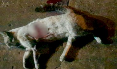 Em Goiás: Suspeito de atirar com espingarda em gato é preso
