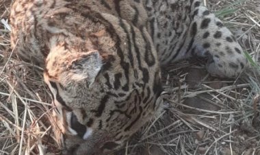 Em menos de 24hs segunda Onça é encontrada morta no município de Jaraguá