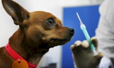 Cães e gatos com Covid-19? Entenda a nova descoberta feita por universidade no Brasil