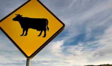 Em Goiás: Motociclista morre após se chocar com vaca em rodovia