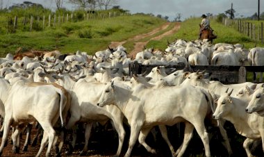 Após embargo da China, pecuaristas dos EUA pressionam por veto à carne bovina brasileira