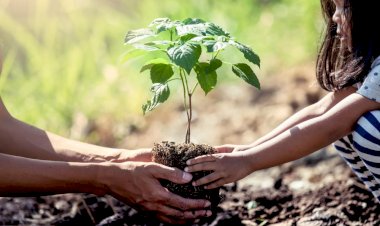 Prefeitura de Ceres faz plantio de 500 mudas de espécies nativas em áreas verdes