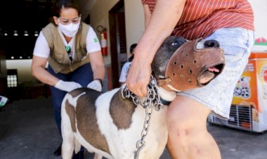 Ceres: Vacinação contra a raiva acontece no dia 27 de novembro. Cães e gatos com mais de 03 meses devem ser vacinados