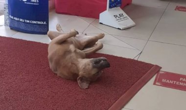 Cachorros de rua aproveitam ar-condicionado de loja para fugir do calor, em Goiás