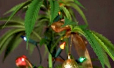 Em Goiás: Jovem é suspeito de vender pés de maconha disfarçados de árvores de Natal