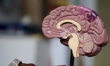 Viagra pode ajudar a prevenir Alzheimer, diz nova pesquisa