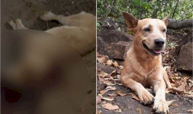 Em Goiás: Advogado é preso suspeito de ir até a casa de amigo e matar cachorro a tiros
