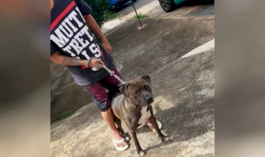 Em Goiás: Sem coleira, pit bull invade casa de idoso e mata pinscher de estimação com várias mordidas, diz PM
