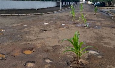 Moradores de Nova Glória plantam pés de milho em buracos que se formaram na rua