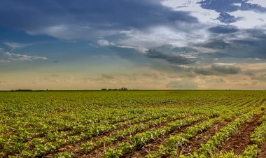 Agro goiano tem desempenho expressivo em 2021