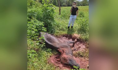 Boi morre com doença da raiva em fazenda de Rialma