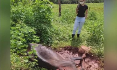 Em fazenda no município de Rialma, vaca morre com doença da raiva