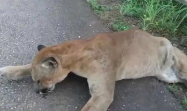 Onça parda é morta por atropelamento na GO-080 entre Jaraguá e Goianésia