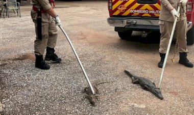 Em Goiás: Bombeiros retiram quase 60 jacarés de lagoa; bebê já foi atacado