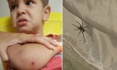 Em Goiás: Criança de 2 anos é internada após picada de aranha