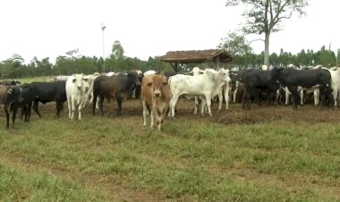 Pecuarista de goianésia é preso por aplicar golpes em leilões de gado. Prejuizo ultrapassa 1,5 milhões
