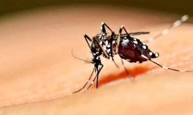 Goiás é o 2º estado do País em mortes por dengue em 2022