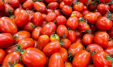 Preço do tomate quase dobra em 1 ano; entenda por que e se vai continuar caro
