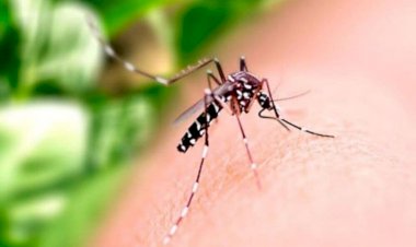 Em apenas 5 meses, Brasil supera número de mortes por dengue registrados em 2021