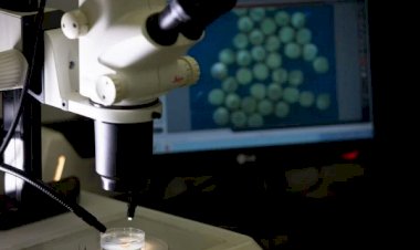 Em estudo, medicamento faz câncer desaparecer de todos os pacientes