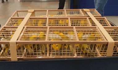300 pássaros são encontrados em malas de passageiro no Aeroporto
