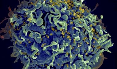 HIV: médicos anunciam 4º caso de cura