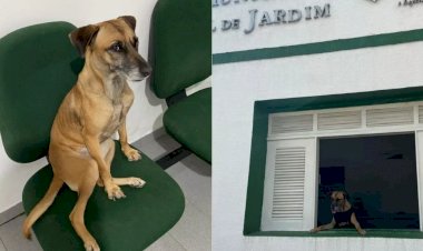 Cadela vira 'policial civil canina' após ser adotada em delegacia de cidade