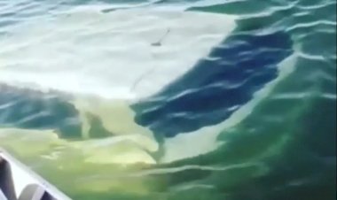 Motorista de carro achado dentro do Lago Serra da Mesa não viu que estava entrando na água, diz delegado