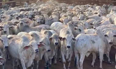 Pecuaristas perdem R$ 600 por boi e indústria não perdoa