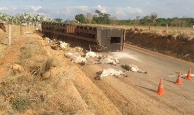 Em Goiás: Quase 20 bezerros morrem após caminhão tombar na GO-239