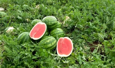 Produção goiana de melancia cresce 23,5%, destaca boletim Agro em Dados