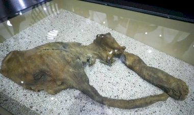 Rumor sobre ossos de mamute leva caçadores de tesouros a buscar artefatos em rio de Nova York
