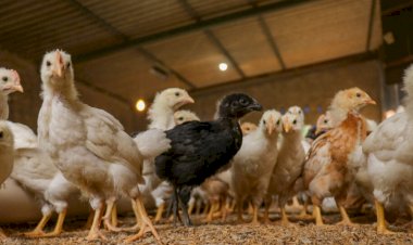 Em Goiás: Projeto seleciona famílias para criar aves e depois vender ovos para merenda