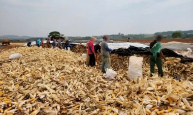 Operação contra trabalho escravo resgata 49 pessoas em fazenda de Santa Bárbara de Goiás