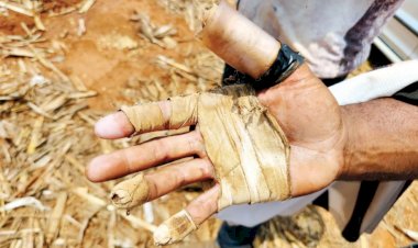 Goiás é o terceiro estado com mais casos de trabalho análogo a escravidão