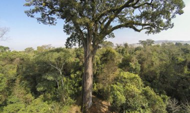 Mata Atlântica em Goiás teve desmatamento zero em 2023, diz balanço