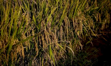 Produção goiana de arroz deve crescer 8,1% na safra 2023/2024
