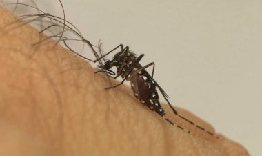 Dengue: Goiás tem um óbito confirmado e outras 31 mortes são investigadas em 2024