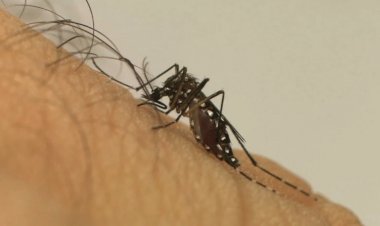 Bebê de 5 meses morre por dengue hemorrágica no DF