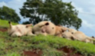 Bois morrem eletrocutados após cabo de rede elétrica se romper em Ceres