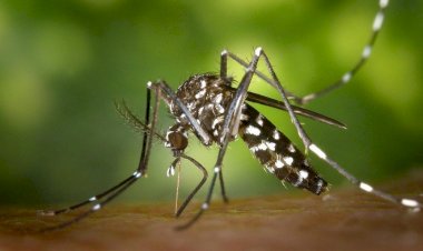 Ceres, Rialma e Uruaçu estão entre as 80 cidades em situação de emergência por causa da dengue em Goiás; veja lista