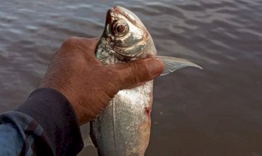Populares denunciam morte de peixes no Rio Vermelho, em Aruanã