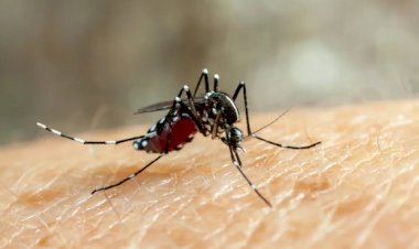 Goiânia receberá R$ 5 milhões do Ministério da Saúde para combater a dengue