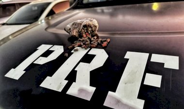 PRF prende homem no DF com 600 comprimidos de ecstasy