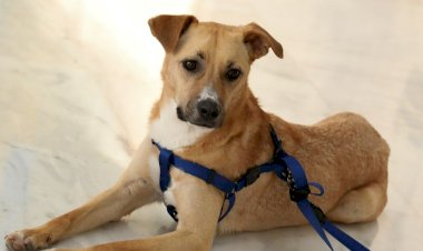 Justiça determina que Goiânia adote medidas para proteção de animais em abrigos