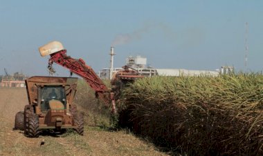 Produção de cana-de-açúcar em Goiás cresce 3,5% na safra 24/25, aponta Conab