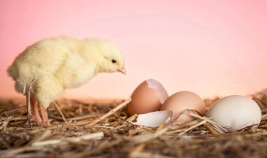 O que surgiu primeiro: o ovo ou a galinha? Ciência descobriu a resposta