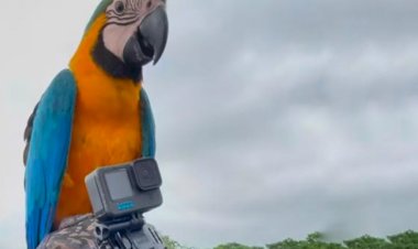 Arara pousa em cima da cabeça de cantor durante pescaria