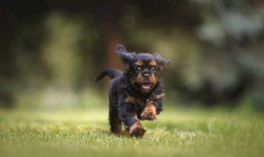 Alemanha cobra imposto sobre cães e tem arrecadação recorde