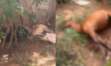 Fio de ‘gato’ de energia elétrica se solta e causa morte de homem, cachorro e cavalo